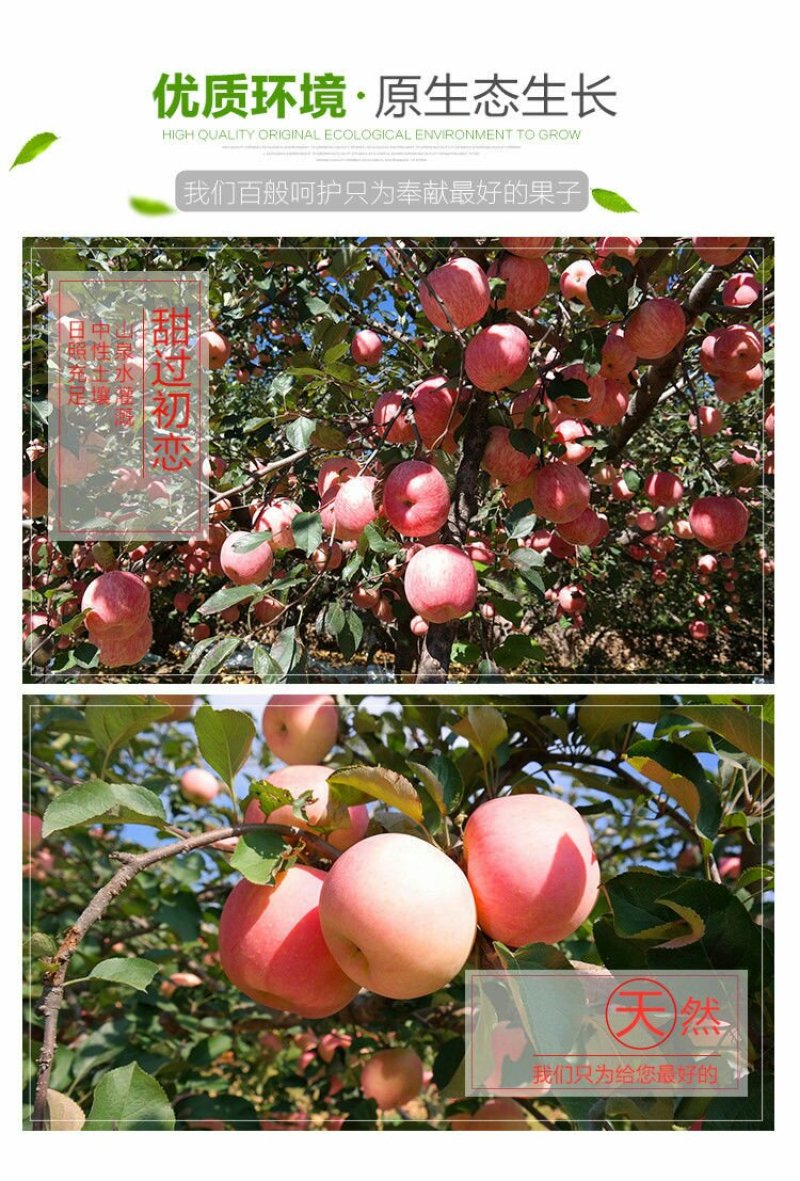 【烟台红富士苹果限时抢】脆甜山东新鲜水果不打蜡孕妇可食