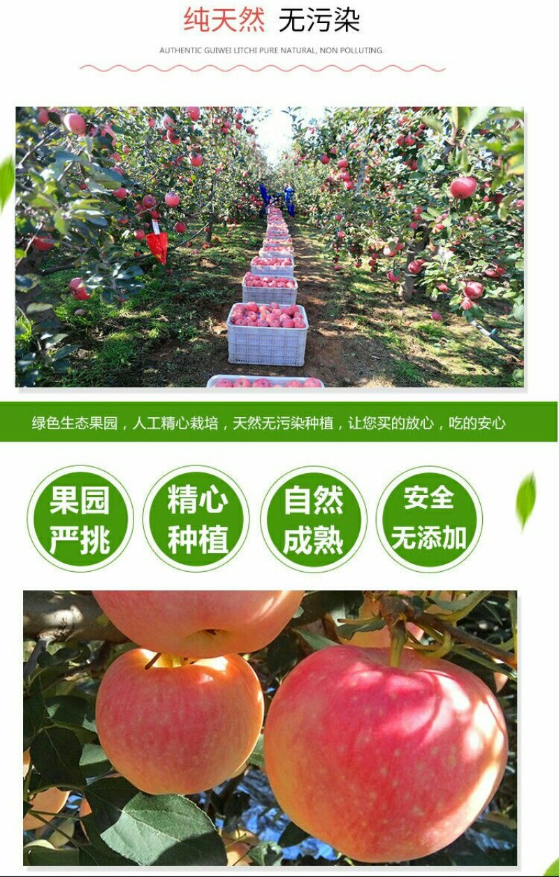 【烟台红富士苹果限时抢】脆甜山东新鲜水果不打蜡孕妇可食