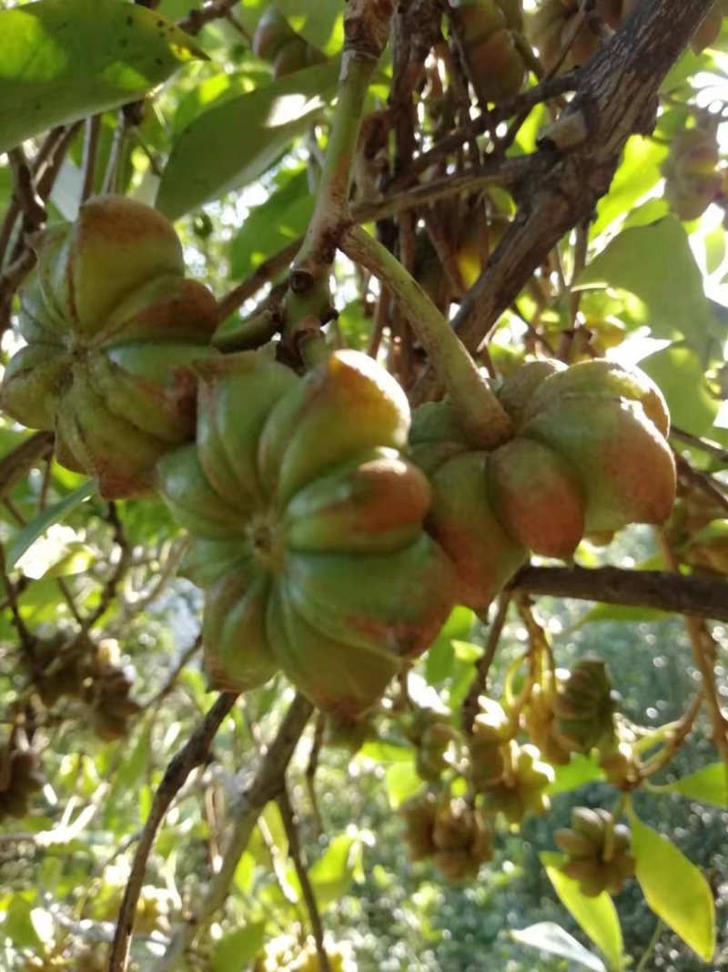 力夫小乡村八角