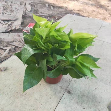 110#黄金葛盆栽垂直绿化绿墙植物绿萝小盆栽