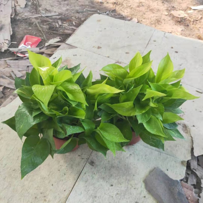 110#黄金葛盆栽垂直绿化绿墙植物绿萝小盆栽