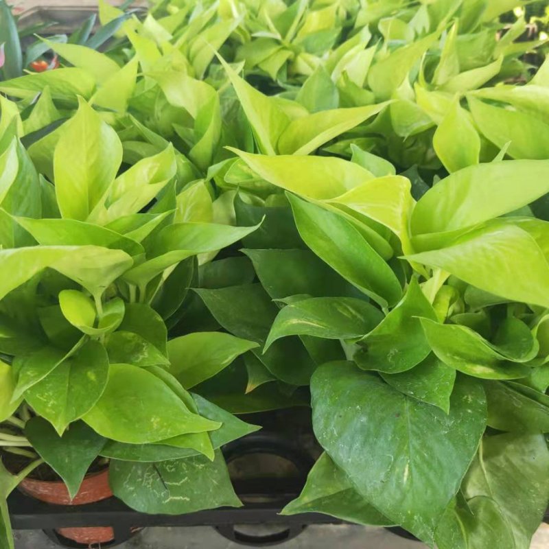110#黄金葛盆栽垂直绿化绿墙植物绿萝小盆栽