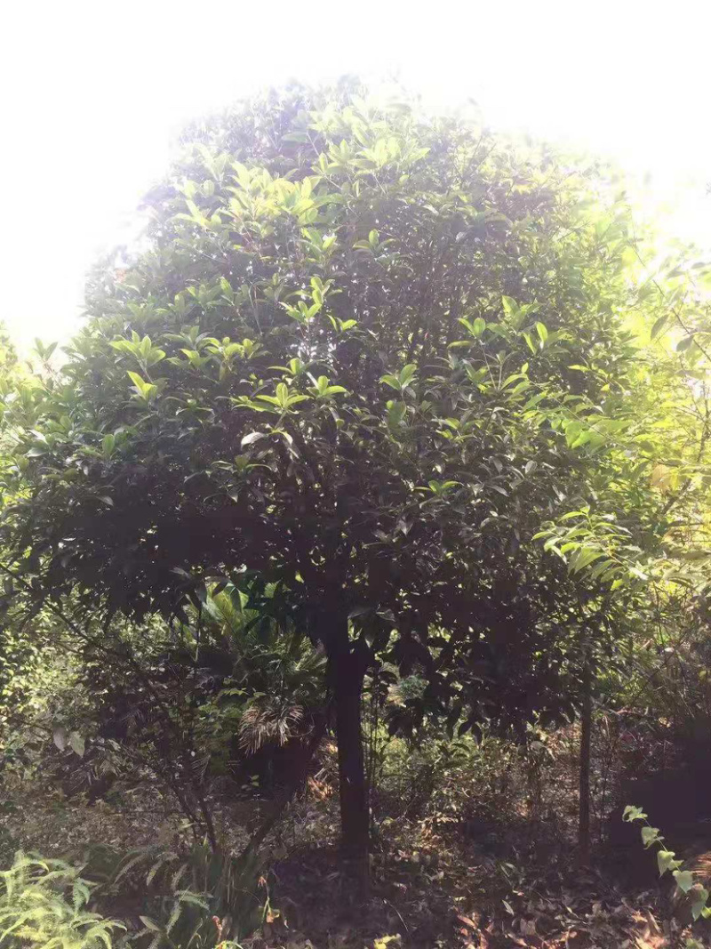 5-20公分桂花，苗木直供，1000多亩桂花树基地可供