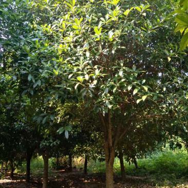 5-20公分桂花，苗木直供，1000多亩桂花树基地可供