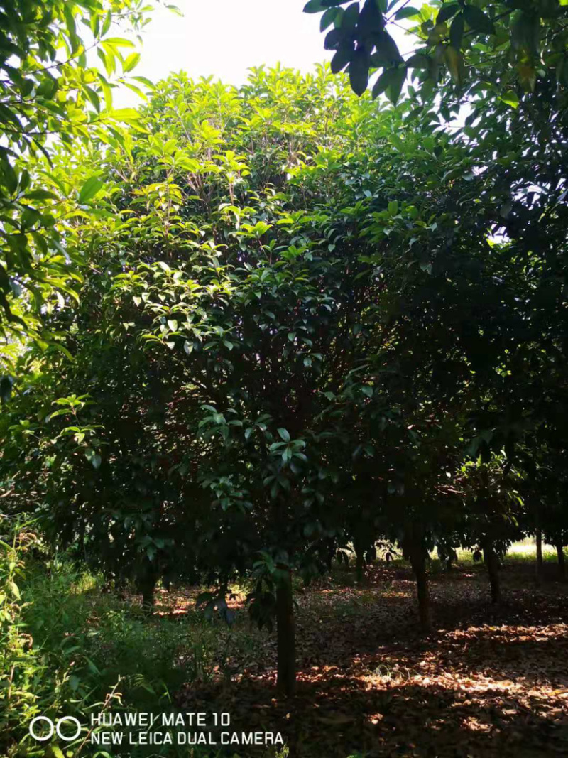 5-20公分桂花，苗木直供，1000多亩桂花树基地可供