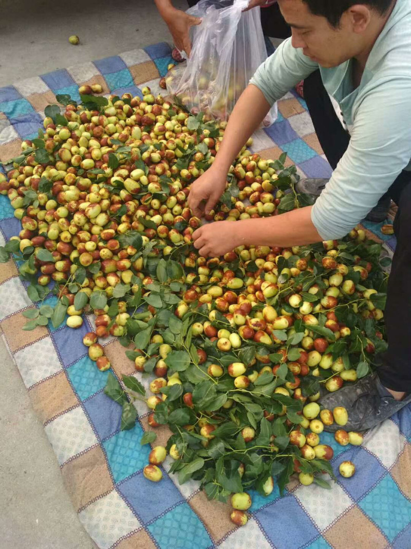 精品【梨枣】鲜枣对接电商市场商超等各类客户