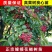 正品花椒树苗，大红袍狮子头产量高，当年结果，