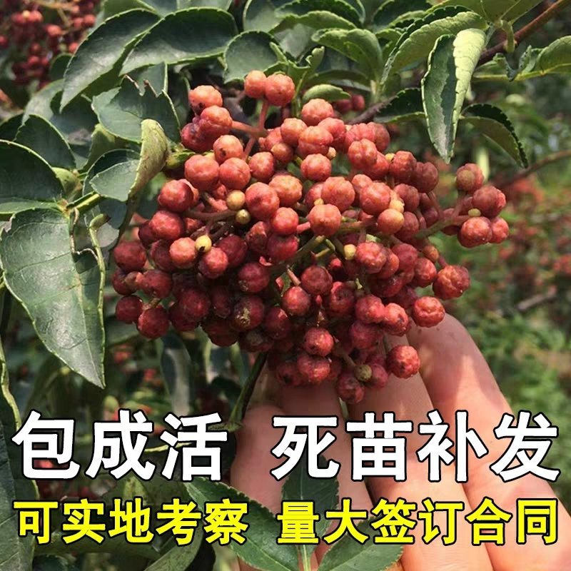 正品花椒树苗，大红袍狮子头产量高，当年结果，