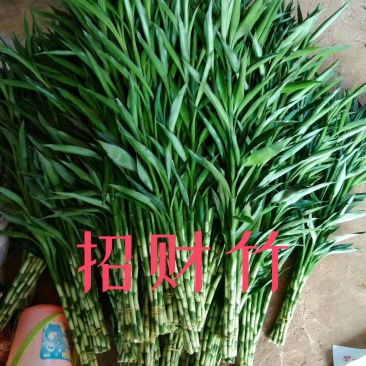 富贵竹批发招财竹红竹观音竹转运竹发财竹水培竹