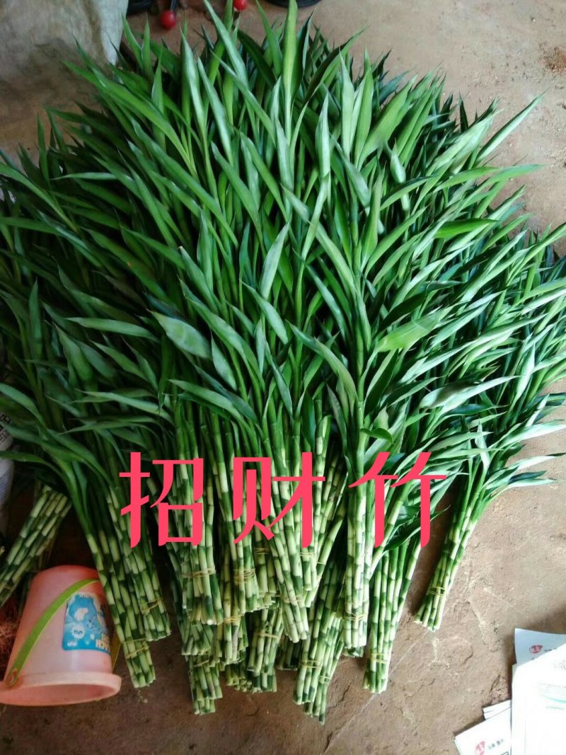 富贵竹批发招财竹红竹观音竹转运竹发财竹水培竹