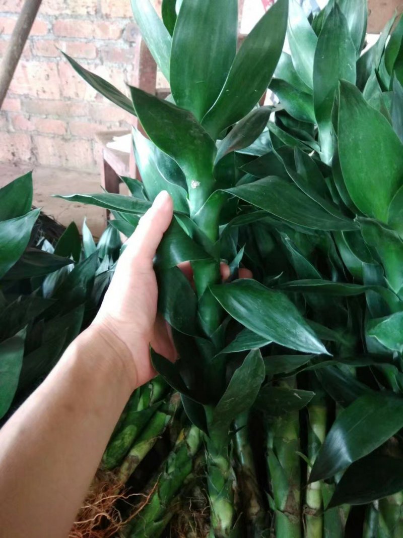 海南富贵竹基地直发带根观音竹莲花竹荷花竹批发水培莲花水竹