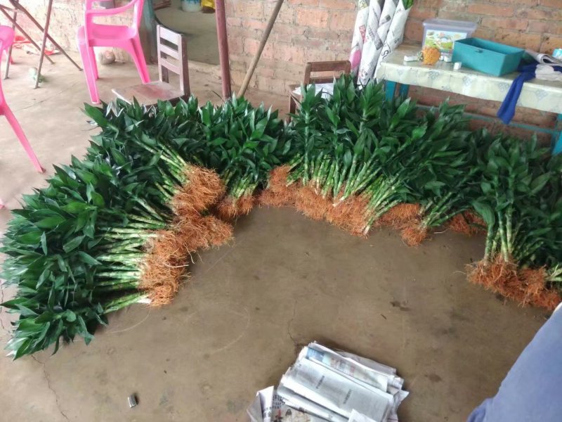 海南富贵竹基地直发带根观音竹莲花竹荷花竹批发水培莲花水竹