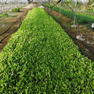 130亩苗厂蔬菜生菜种苗