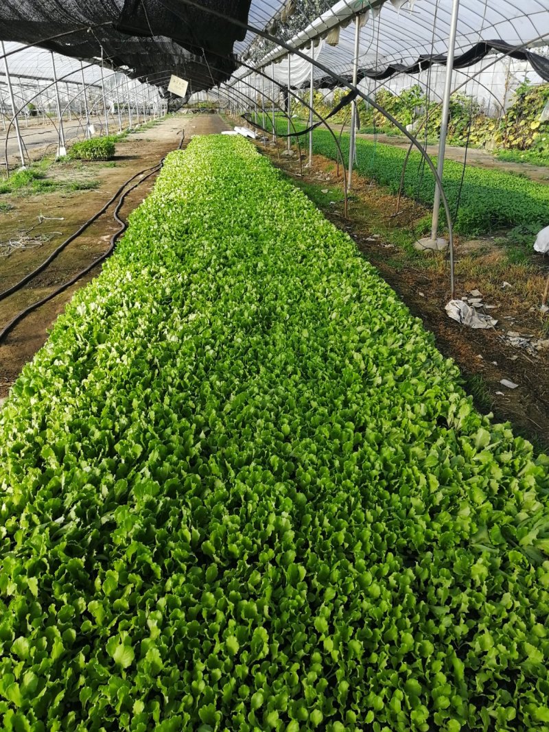 130亩苗厂蔬菜生菜种苗