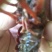 漳河清水小龙虾种