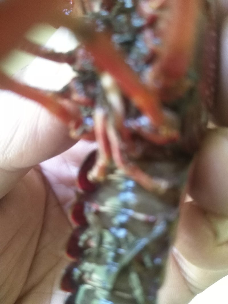漳河清水小龙虾种