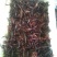 漳河清水小龙虾种