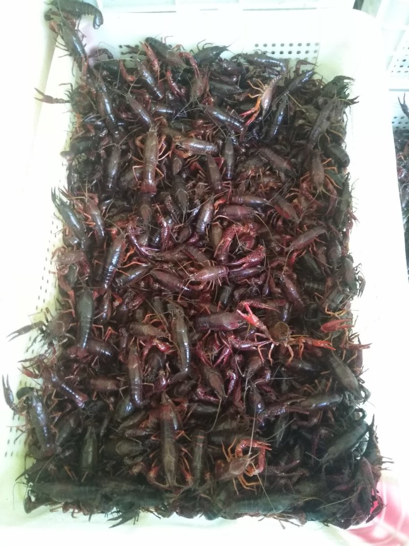 漳河清水小龙虾种