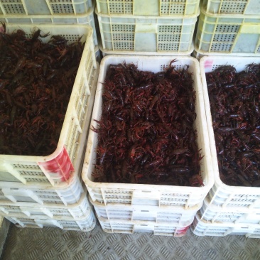漳河清水小龙虾种