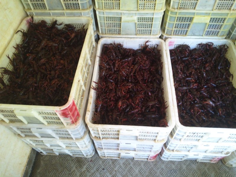漳河清水小龙虾种