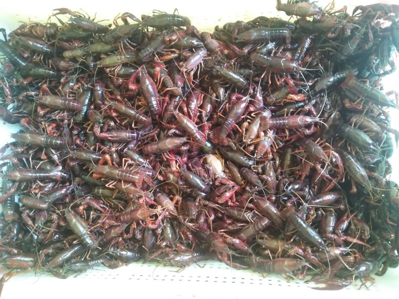 漳河清水小龙虾种