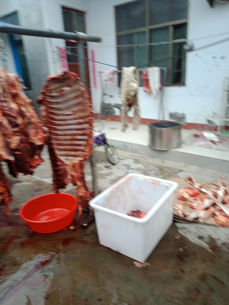 活驴批发