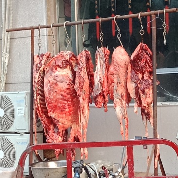 活驴批发