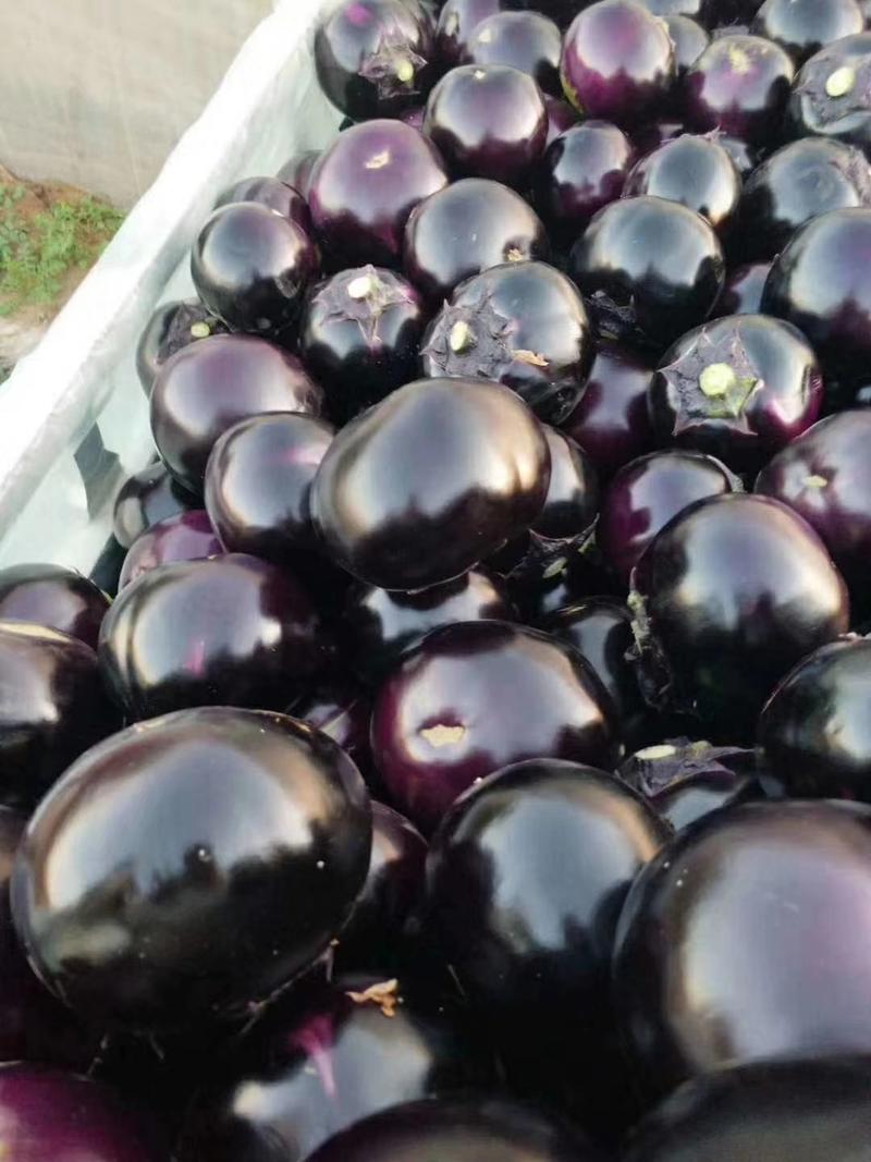 紫光圆茄茄子冷棚温室产地直发