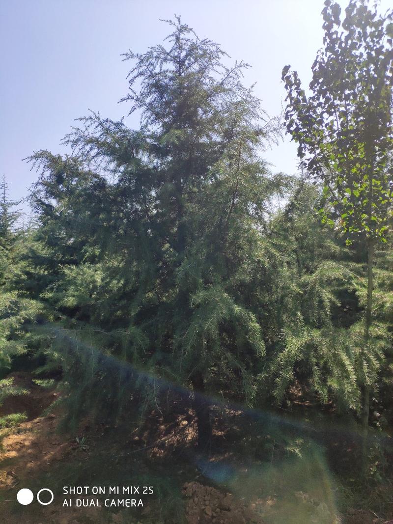 雪松，3到10米，一级树，雪松价格，产地直供