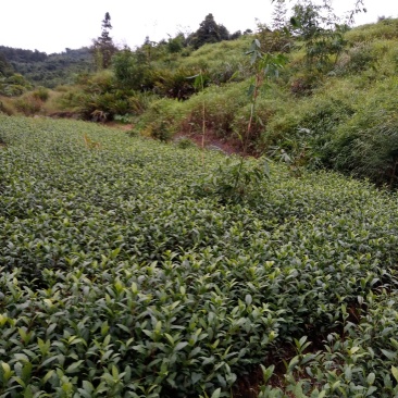 茶叶苗