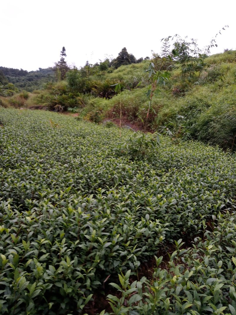 茶叶苗