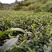 茶叶苗