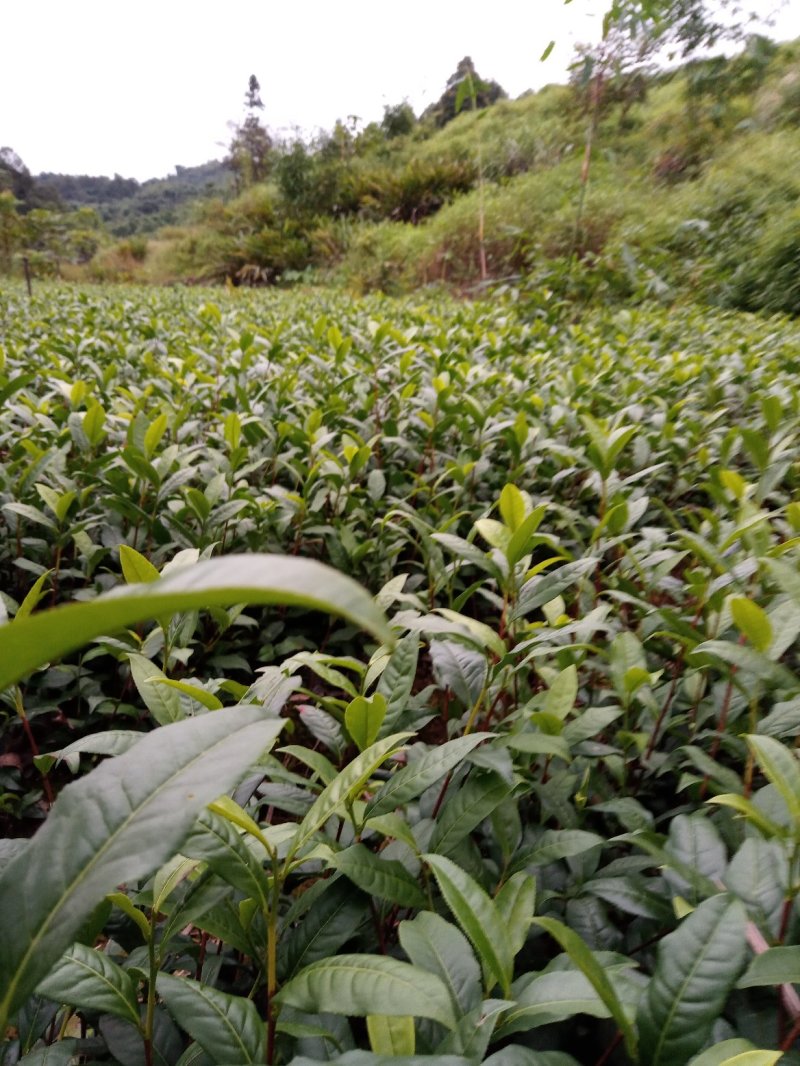 茶叶苗