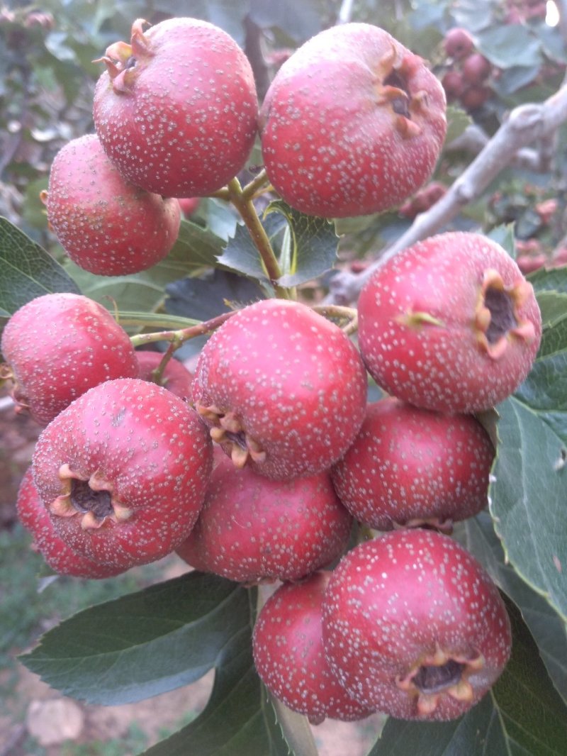 大金星山楂
