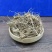 水蜈蚣,道地药材,质优价实,品质保证,药典标准一公斤起批