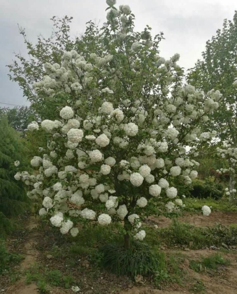 木绣球木绣球木绣球多分枝产地直销可以看