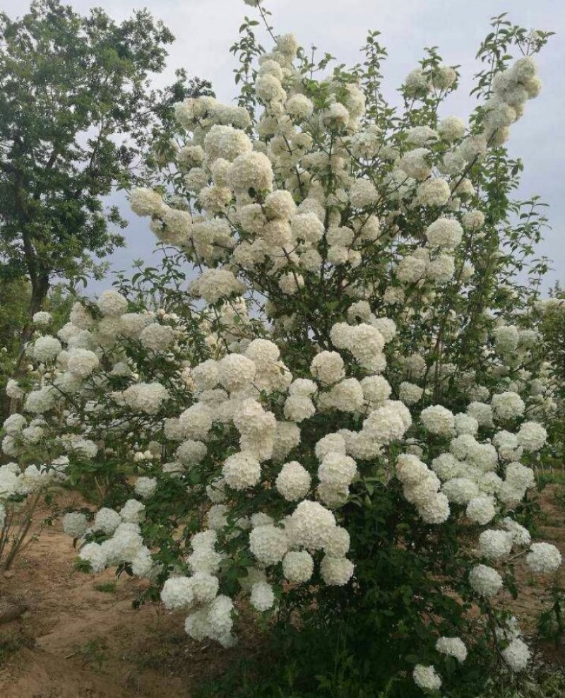 木绣球木绣球木绣球多分枝产地直销可以看