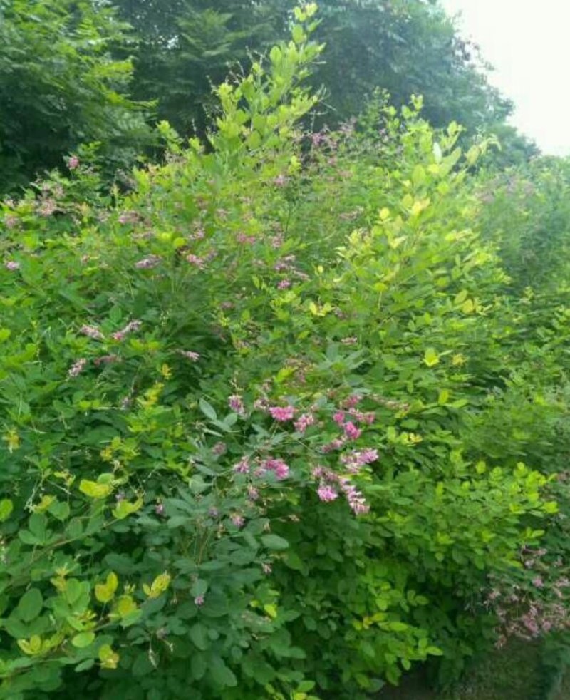 胡枝子多花胡枝子3--5分枝产地直销