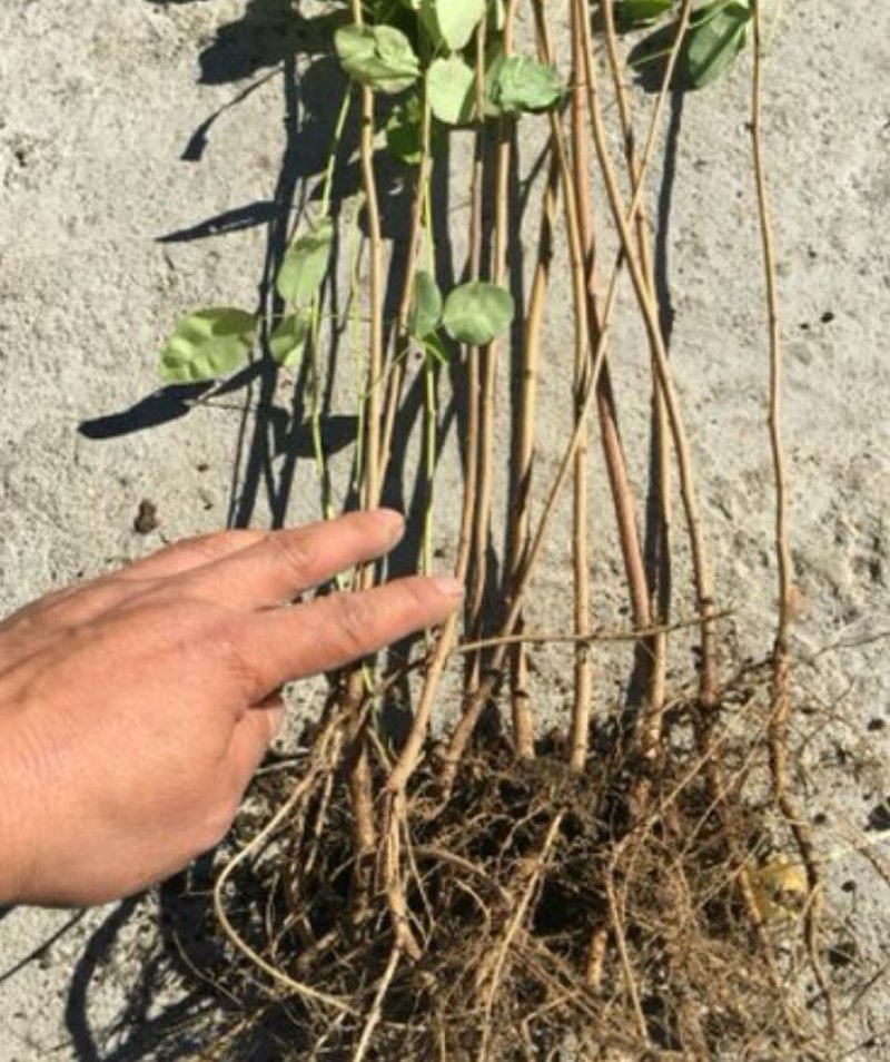 胡枝子多花胡枝子3--5分枝产地直销