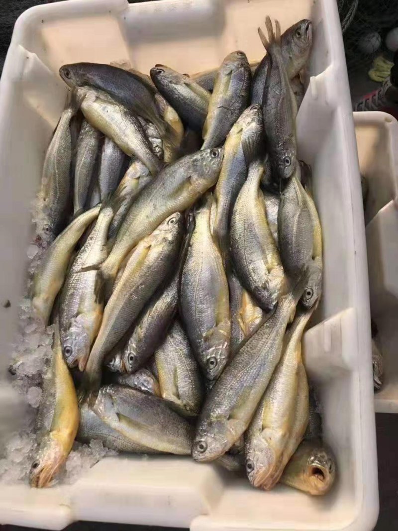 黄花鱼
