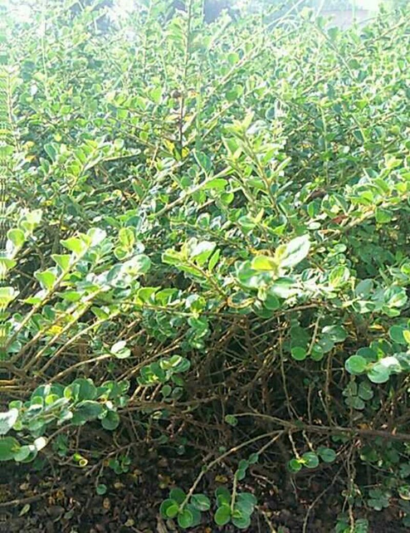 平枝栒子水栒子30---50厘米高产地直销可以
