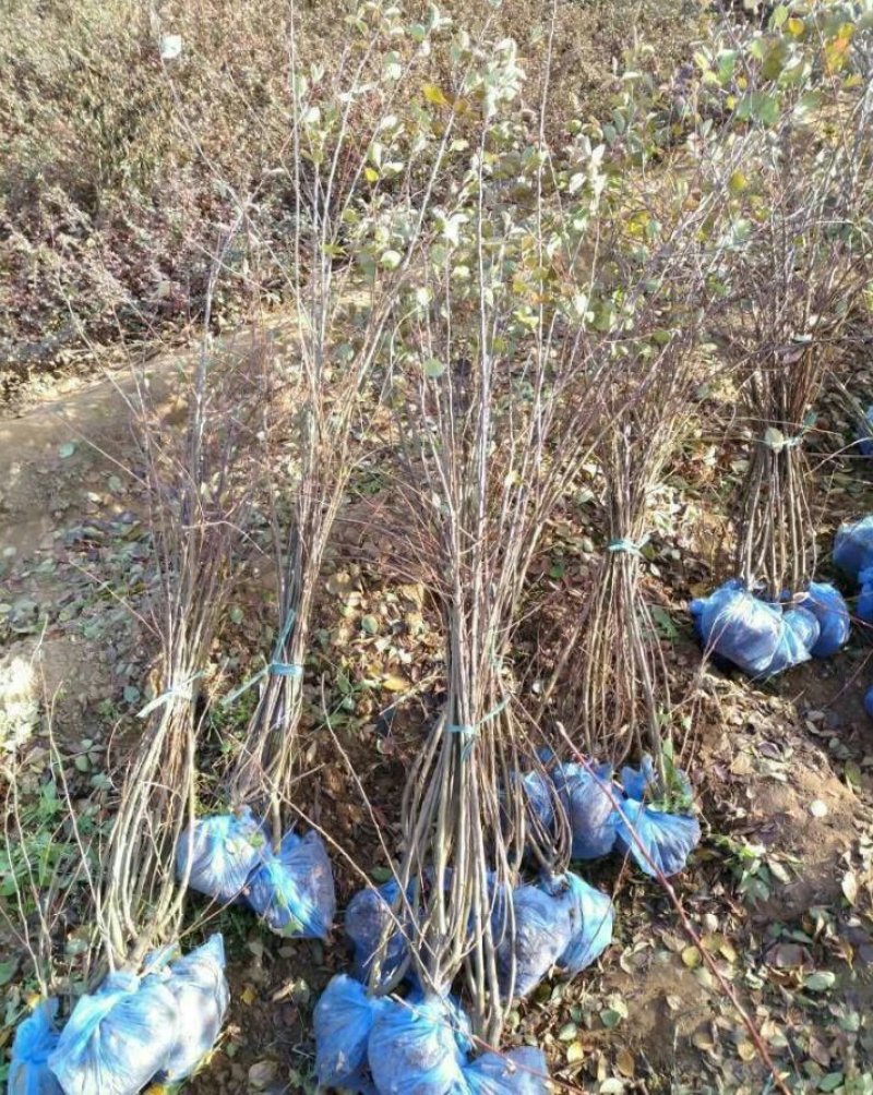 平枝栒子水栒子30---50厘米高产地直销可以