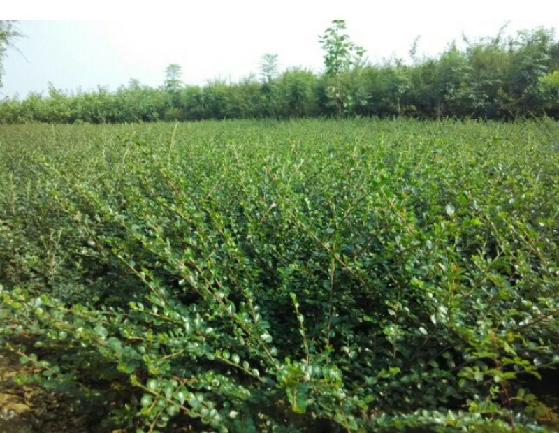 平枝栒子水栒子30---50厘米高产地直销可以