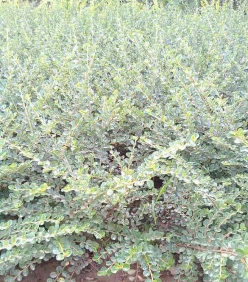 平枝栒子水栒子30---50厘米高产地直销可以