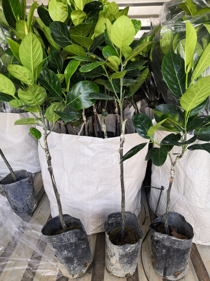 发货马来西亚一号菠萝蜜杯苗