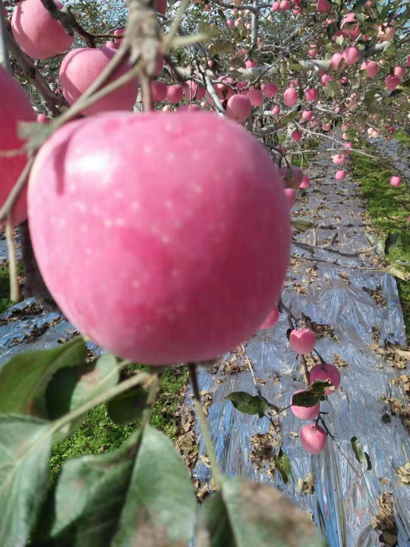 陕西富士苹果大量上市，前期货亮度好，个大色红