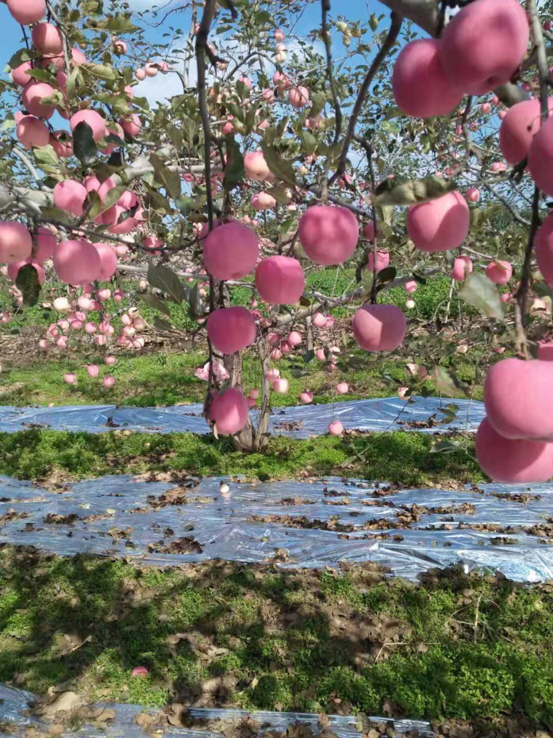 陕西富士苹果大量上市，前期货亮度好，个大色红