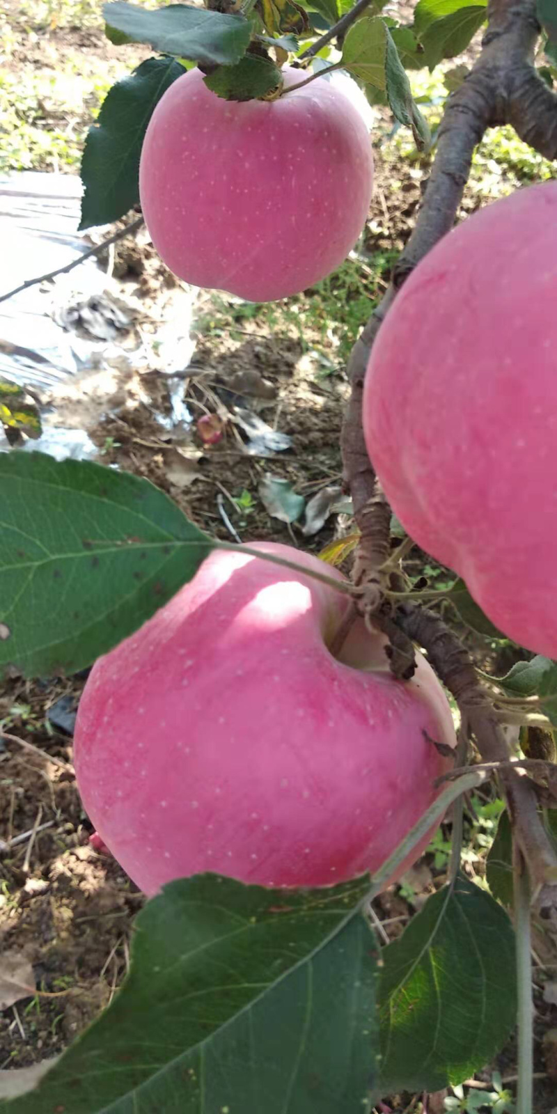 陕西富士苹果大量上市，前期货亮度好，个大色红