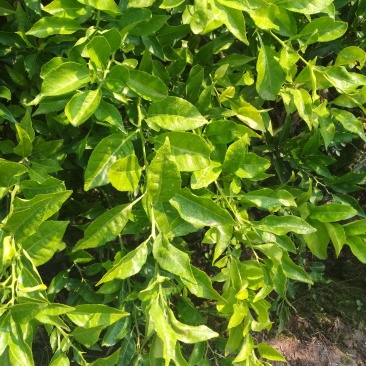 媛小春（春蜜露）爱来水提供技术指导！保湿发货！可签合同！