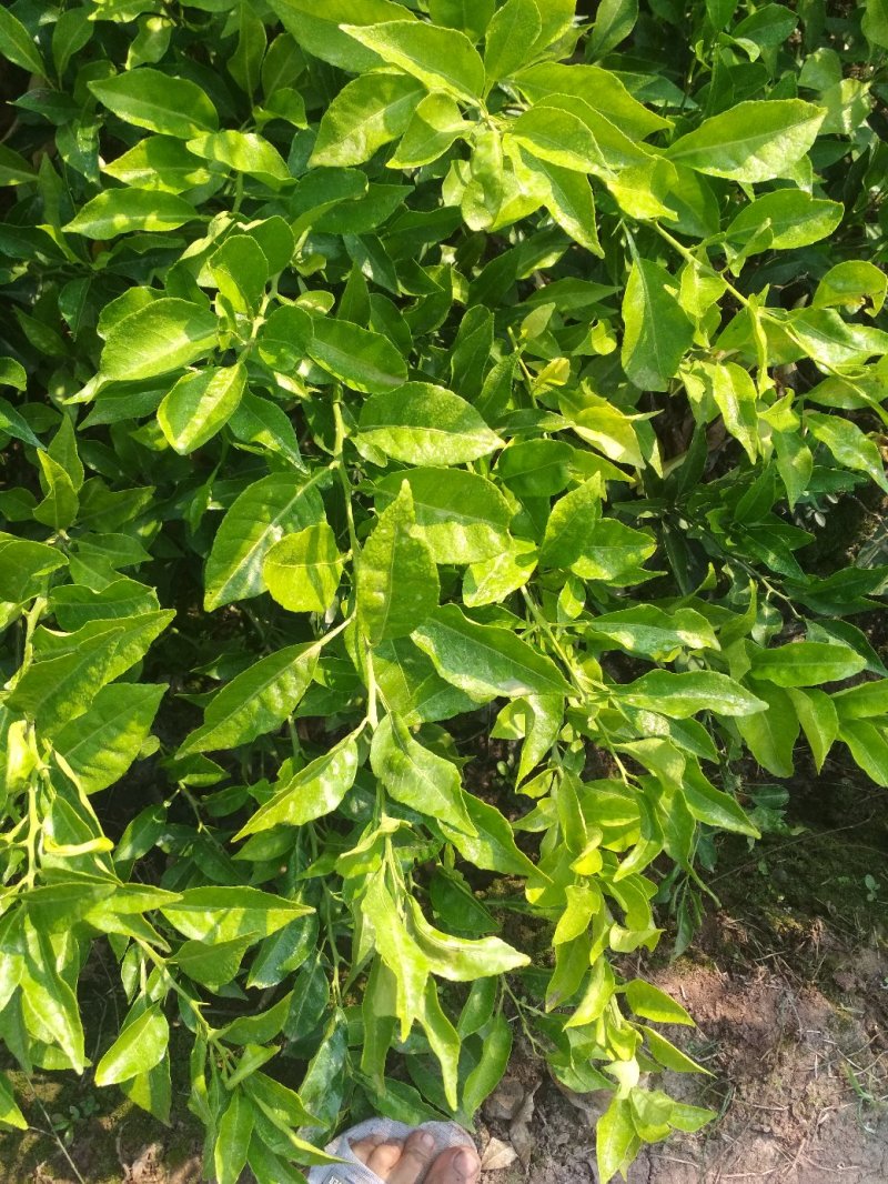 媛小春（春蜜露）爱来水提供技术指导！保湿发货！可签合同！